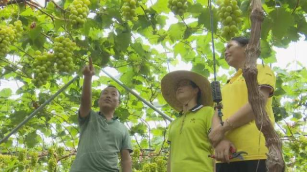 张屋村村民张智亮细心指导务工村民如何管理葡萄园。