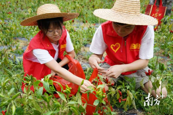 志愿者帮农户采摘辣椒。通讯员供图