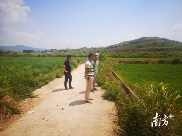 镇党委书记李万全在新村优质水稻种植基地调研。通讯员供图