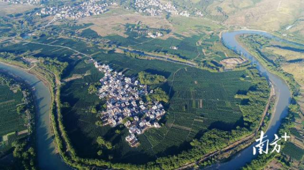 七拱镇西连村淮山种植基地。通讯员供图