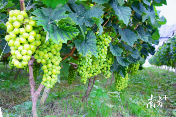 葡萄种植。  受访者供图