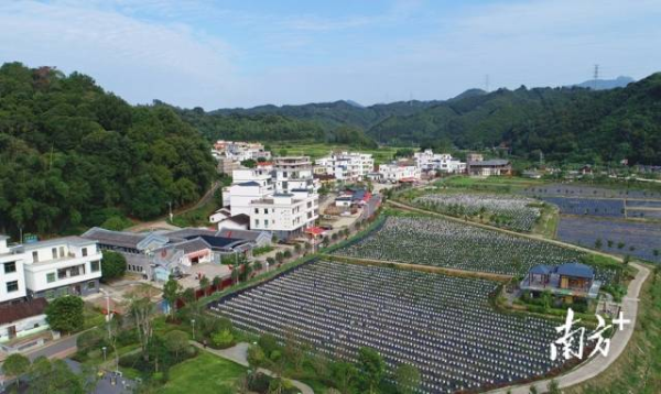 连樟样板区大力推进美丽乡村建设，样板区内村庄容貌焕然一新。陈咏怀 摄
