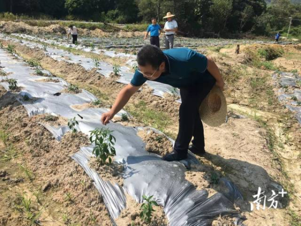 佛山干部深入基层，调研盘活撂荒地，开展辣椒种植，为乡村振兴助力。佛山市驻肇庆市帮扶指挥部供图