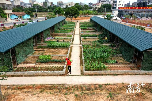 电白区沙琅镇尚塘村为集中圈养家禽、种植瓜果蔬菜而修建的农家小苑。杨腾飞 摄