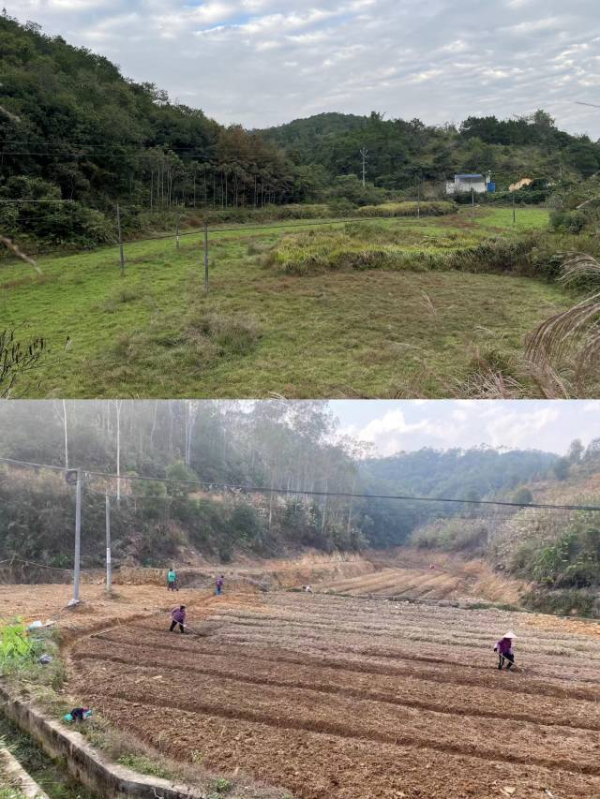 肇庆封开大玉口镇：撂荒耕地变“宝地”党建引领促乡村产业振兴