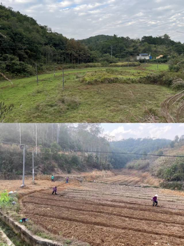 大玉口镇寨河村在该镇党委、镇政府和驻镇帮镇扶村工作队的推动下，新老支书齐心协力，引回乡贤投资种植蔬果，让撂荒耕地重焕生机。图为前后对比图。