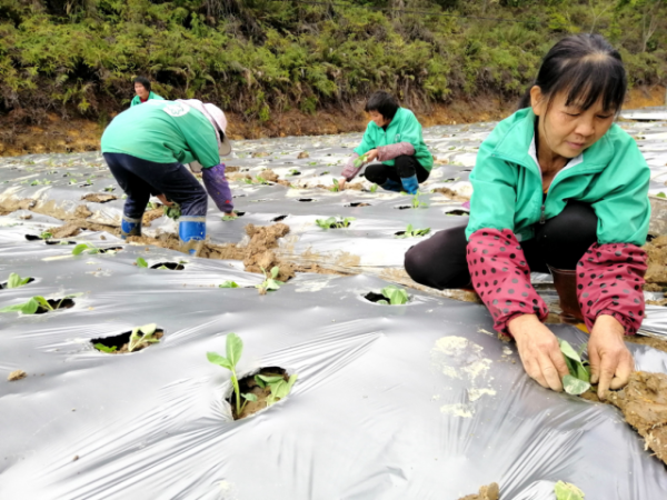 封开县大玉口镇寨河村委会村民在芹竹自然村蔬果种植基地种植青梗散花。通讯员 黄瑛居 摄