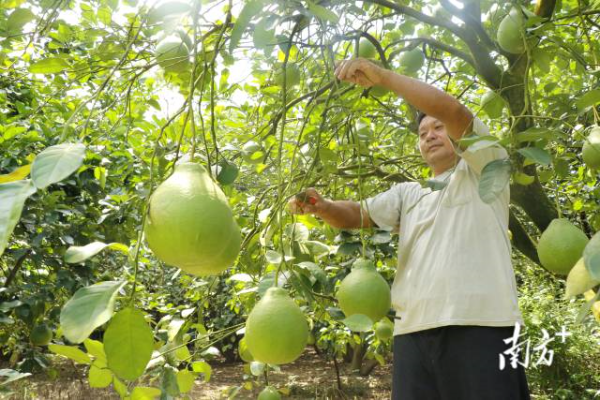 蒲芦洲村大力发展柚子产业，做兴产业文章。
