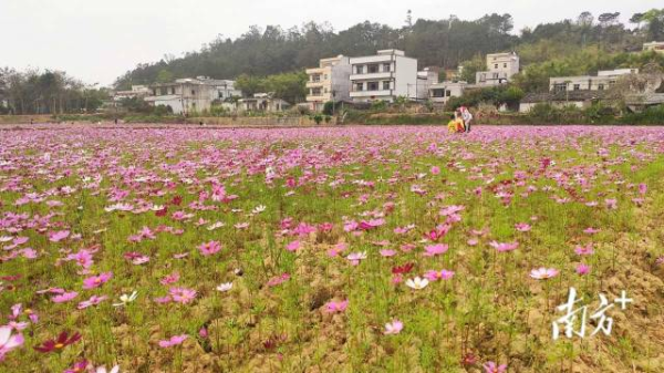 信宜市怀乡镇平花村百亩花田。 通讯员 谢洁颖 供图