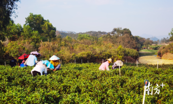 城东镇高美莲林村的茶园内，随处可见茶农们忙碌的身影。