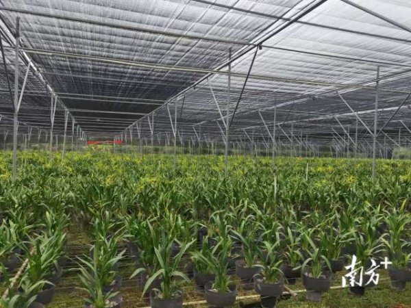 城家外村华南亚热带花卉种植基地。