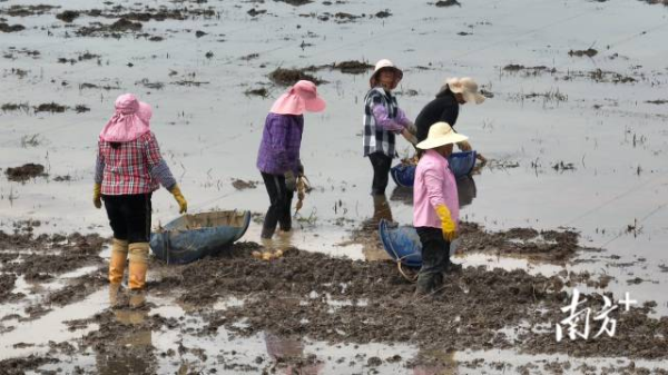 东山村村民在莲藕种植地劳作。