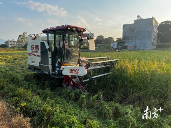 在溪西村，水稻收割机正在作业。 受访者供图