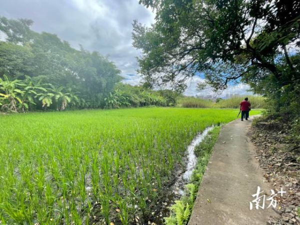 城北镇上村村原有撂荒地如今种上了水稻、水果玉米、番薯等作物，走出一条特色农产品种植道路。南方日报记者 何苑妮 摄