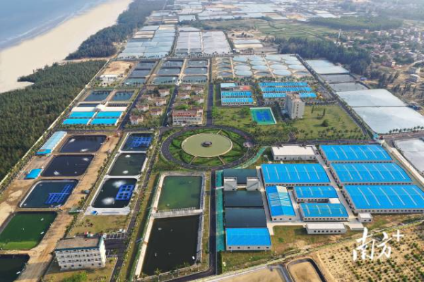 国家863计划项目海水养殖种子工程南方基地 南方日报记者 肖雄 郭龙碧 通讯员 全景球 许双荣 摄
