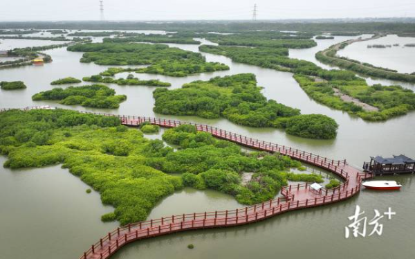 湛江市麻章区金牛岛红树林片区 南方日报记者 肖雄 吴东俊 郭龙碧 摄
