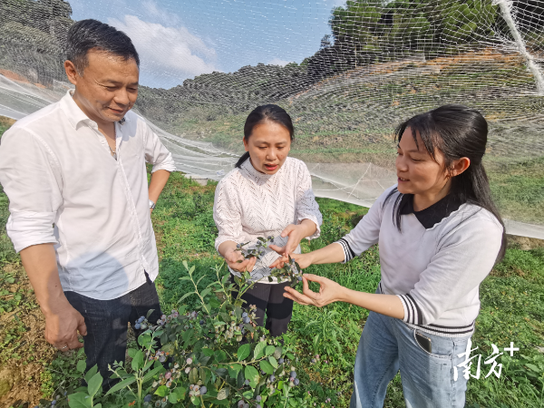 云龙村的蓝莓综合农业基地。河口街道办供图