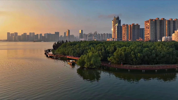 1.城市、大海、红树林，湛江奏响人与自然和谐共生的现代化新乐章。图为湛江金沙湾红树林省级科普基地湿地生态.jpg