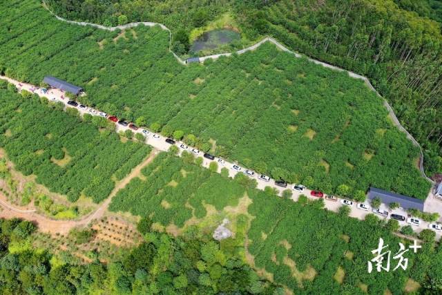 自7月初开园来，前往广福镇豪岭村桃花源山庄鹰嘴桃种植基地采摘的人员络绎不绝。汪敬淼摄